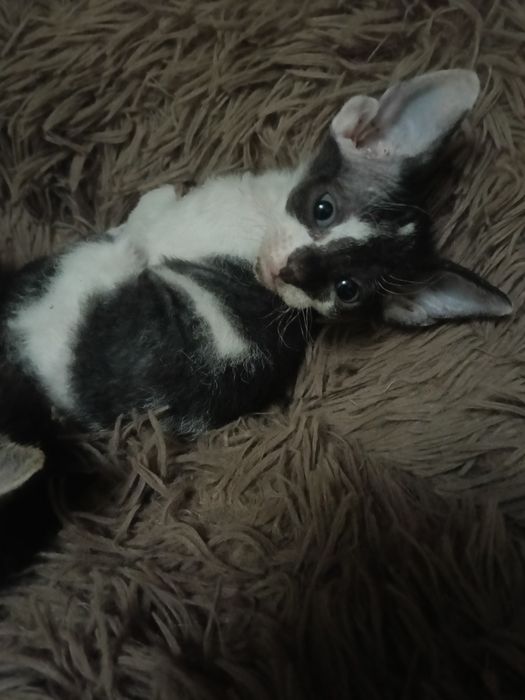 котята от лысой кошки
