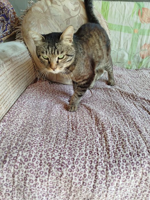 Отдам кастрированного котика