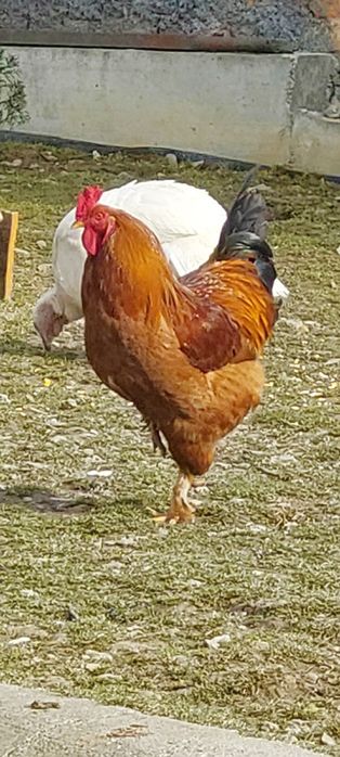 Cocoș de casa crescut natural