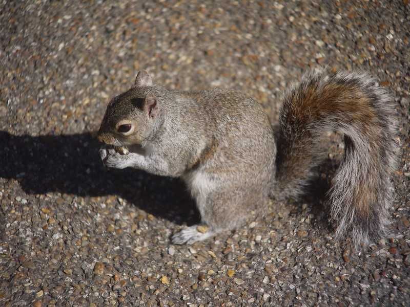 Pentax-110 70mm f/2.8 – Obiectiv rar pentru Micro 4/3 (Swirl Bokeh)