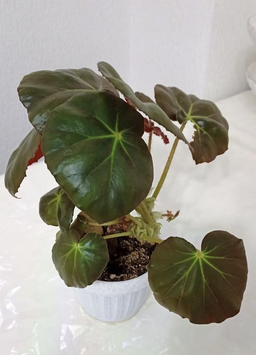 Цветый комнатнные разны. Дёшово.е