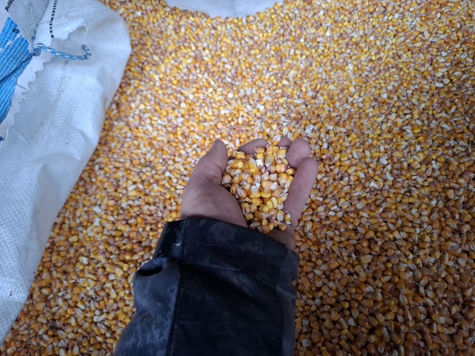 Vând cereale ovăz negru, grau