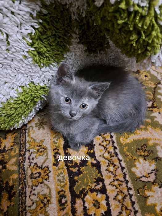 Милые Котята,даром