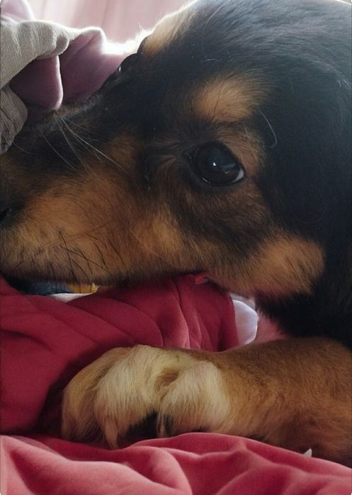 ПОДАРЯВАМ СПЕШНО ТЪРСЯТ ДОМ – 5 малки бебета пазачи.