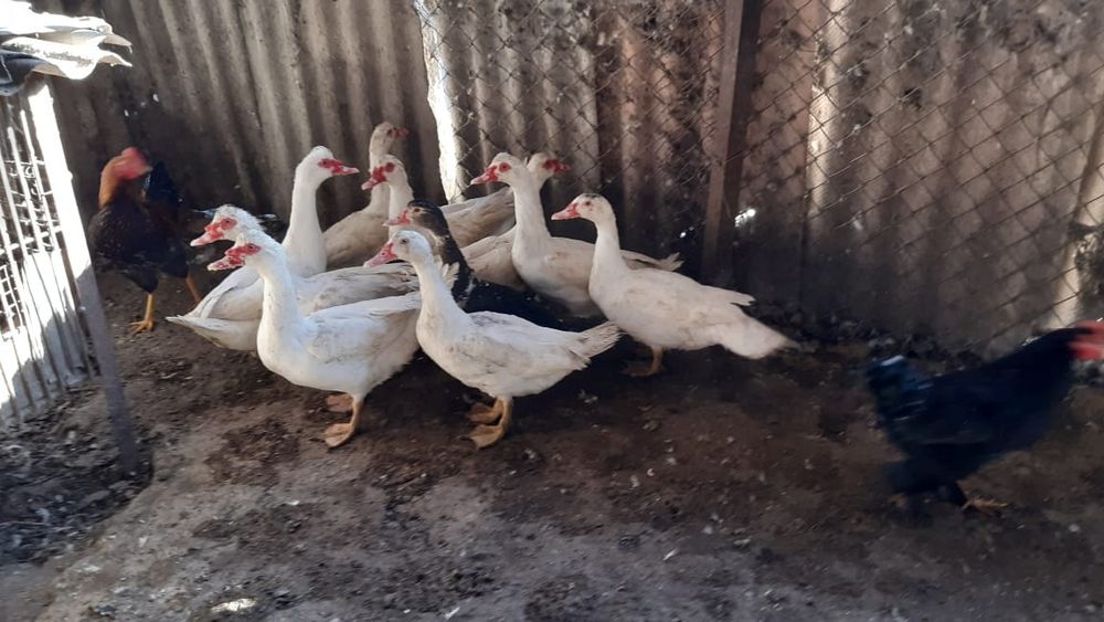 Продаётся индоутки