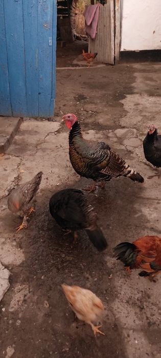 Индюки крупные продам