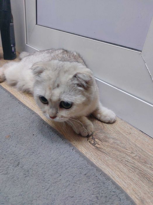 Шиншилла серебристая
