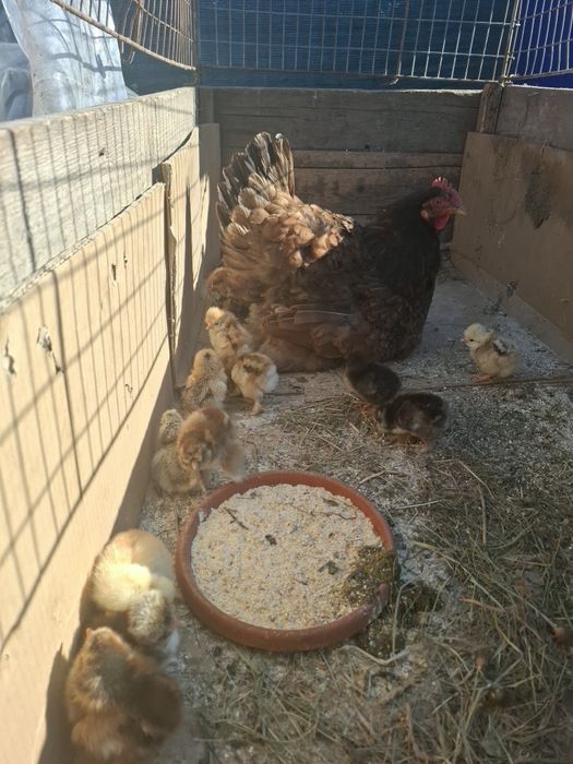 Vând cloșcă cu 19 pui