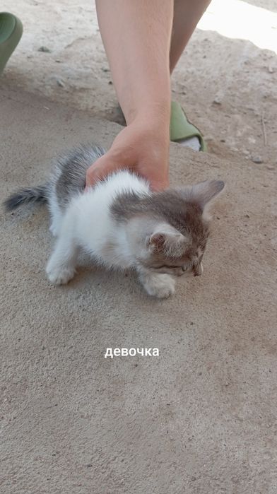 Отдам котят в хорошие руки