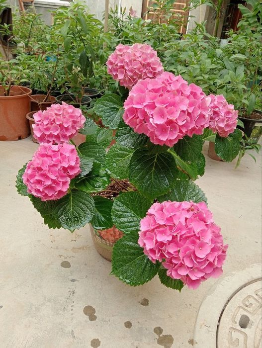 Гортензиялар бог ва  уйингиз учун