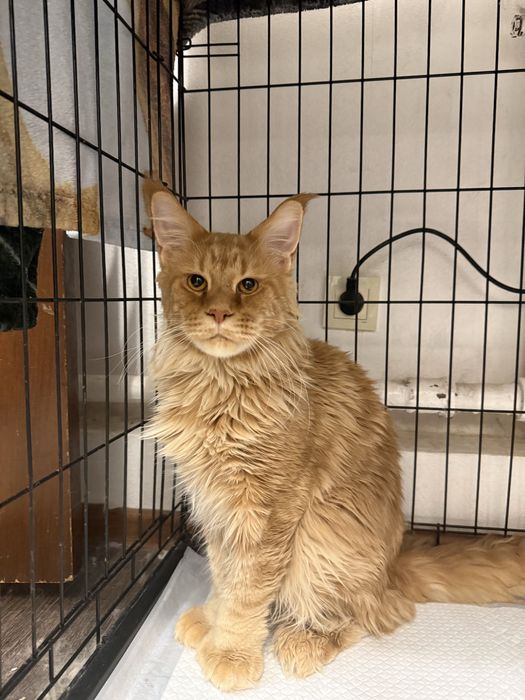 Продам кота Мейн-Куна