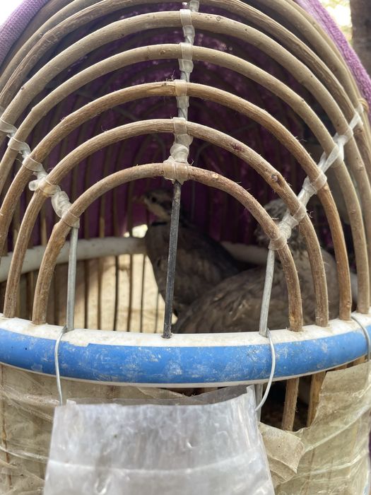 Каклик тог куши кыргстон дан келган