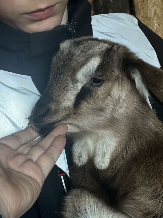 Козлики и козочки