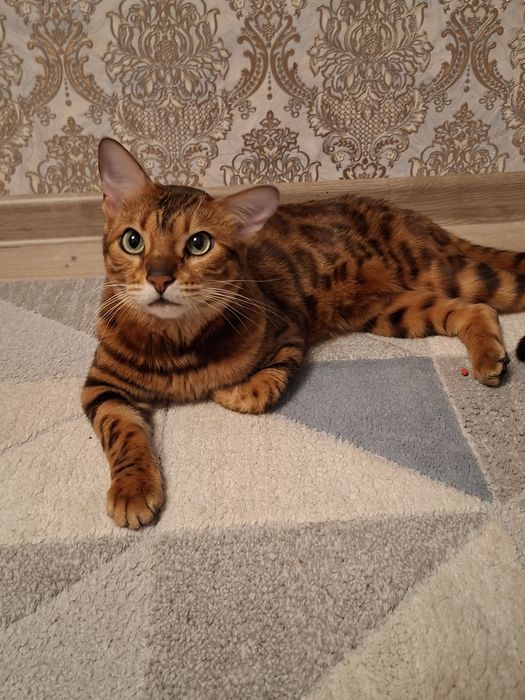 Отдам бенгальскую кошку