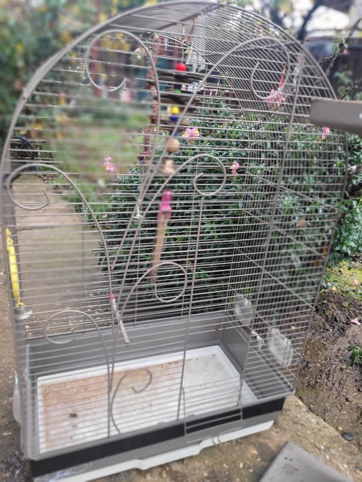 Colivie papagal imensa