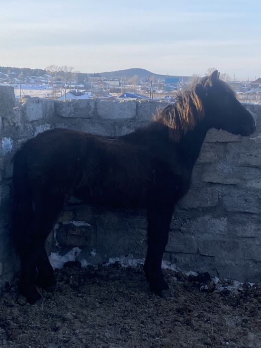 Тай, согым, ургашы