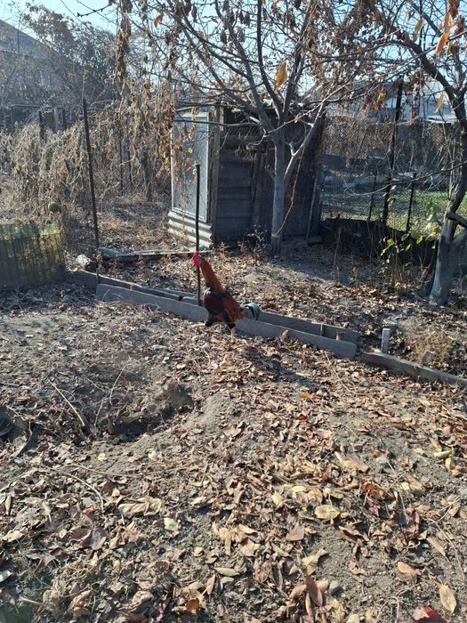 Куры породы Дакан