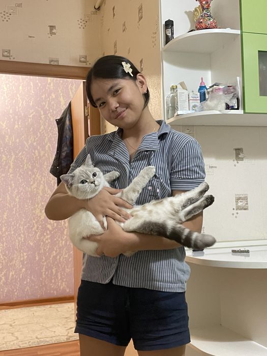 чистокровная британка