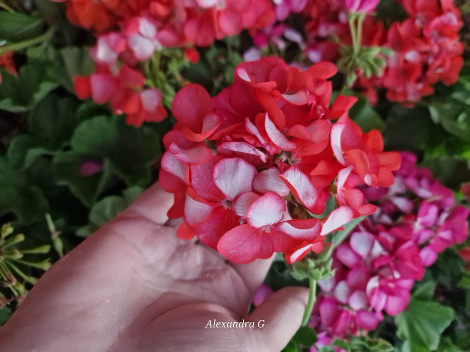 Пеларгония срезом