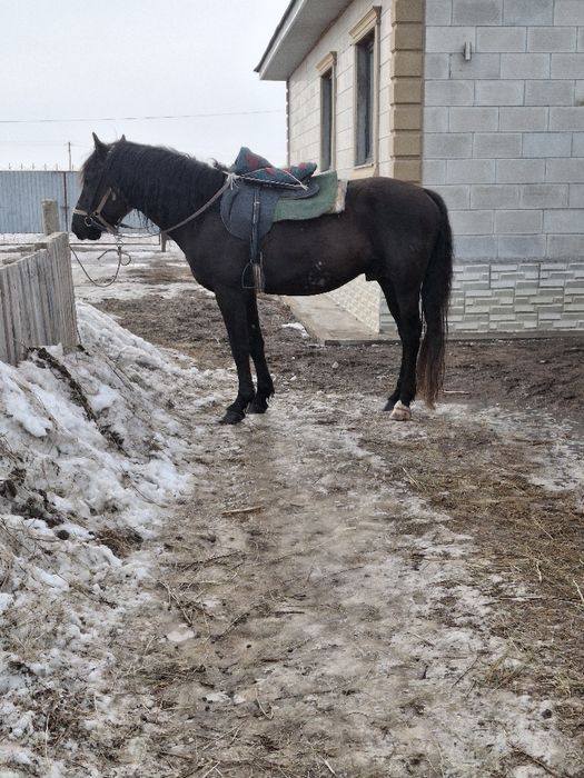 Айғыр 8 жасар міңгі жуас.