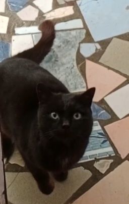 Котенок  мальчик