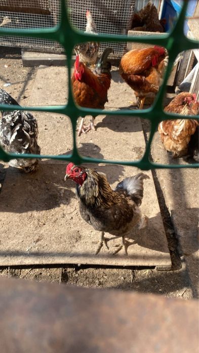 Продам петухов  породистые