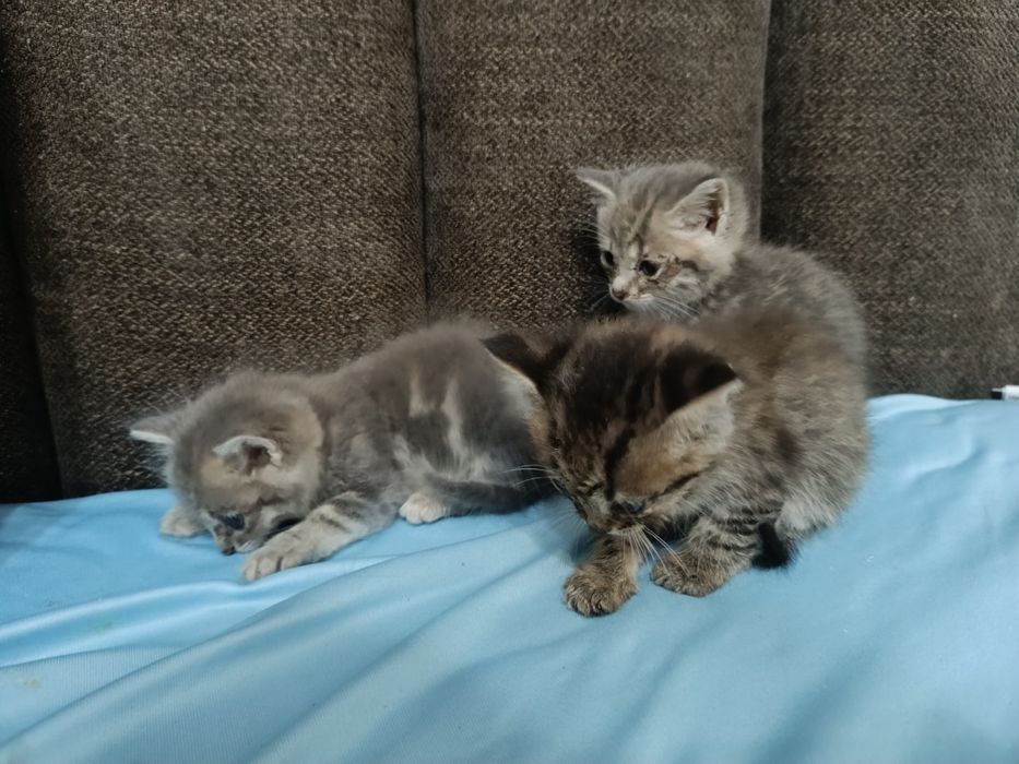 Маленькие котята