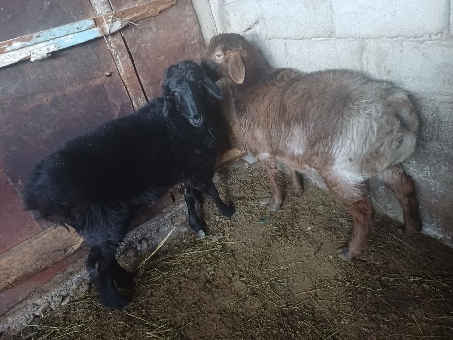 Семіз қой сатылады