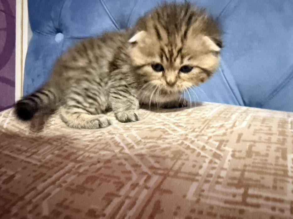 Мушук, котенок, мушукча, кошка Scottish Fold – золотая шиншилла табби