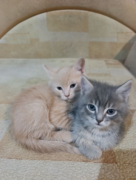 Отдам котят в хорошие руки