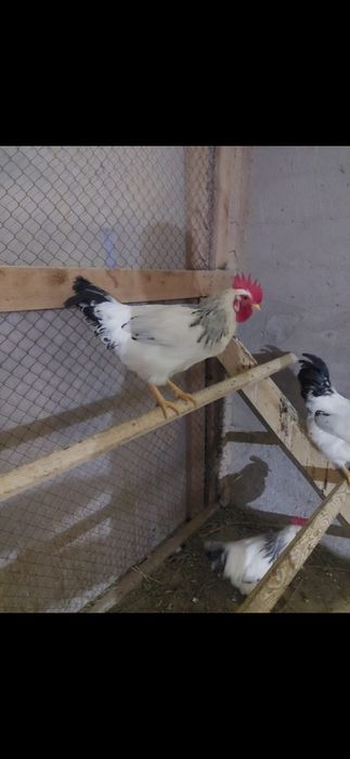 Адлер петух .қораз