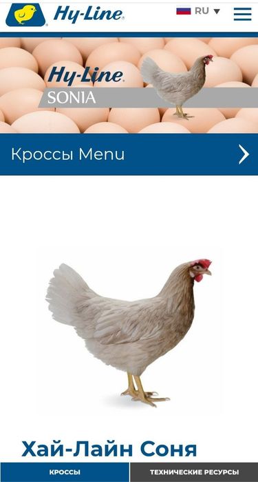 Цыплята 100 % курочки несушки Хай Лайн соня. Жужалар Jojalar