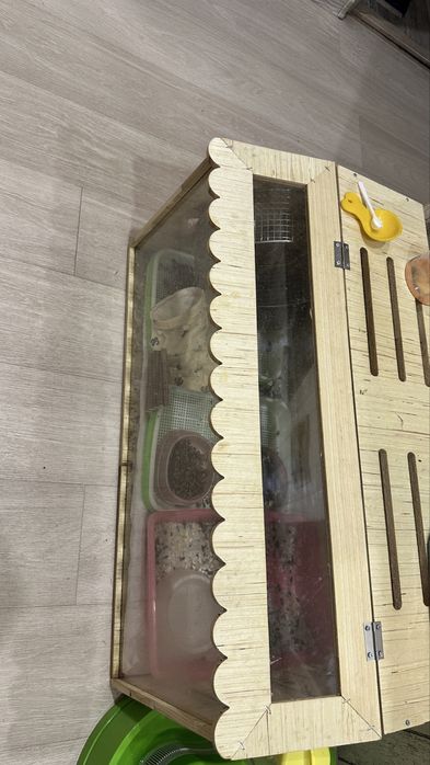 Домашние Ёжики мальчик и девочка