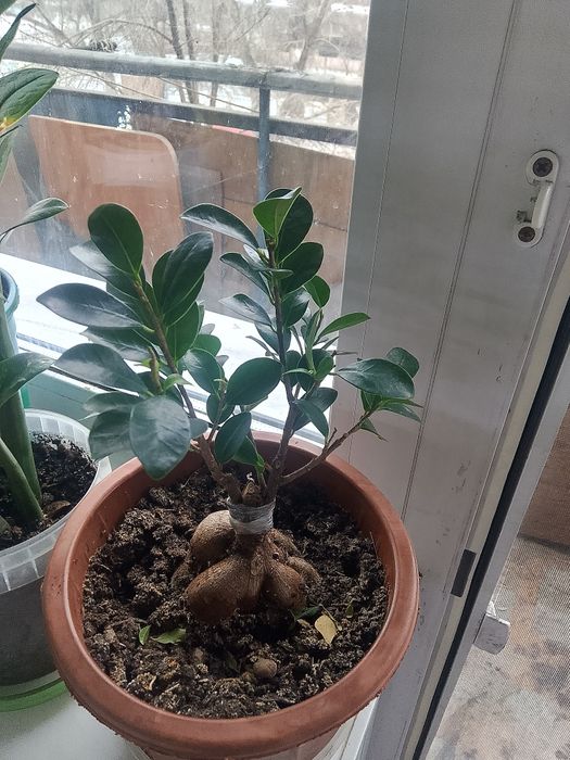 Продам фикус бонсаевидный