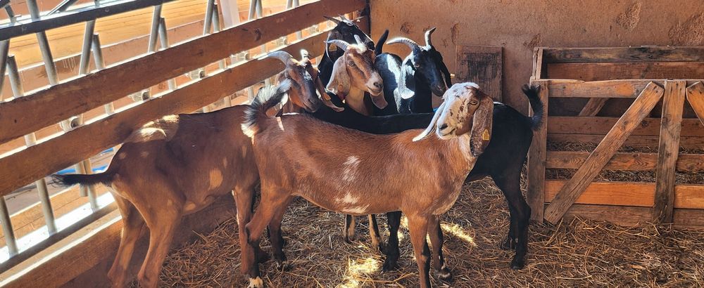 Capre anglo nubiene cu pedigree