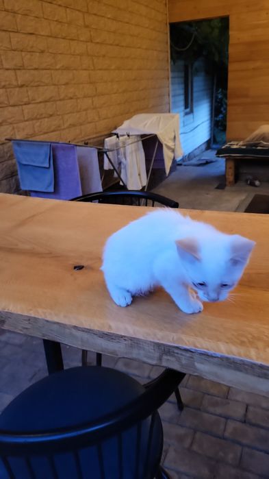 Котята  выросли с Алабаем