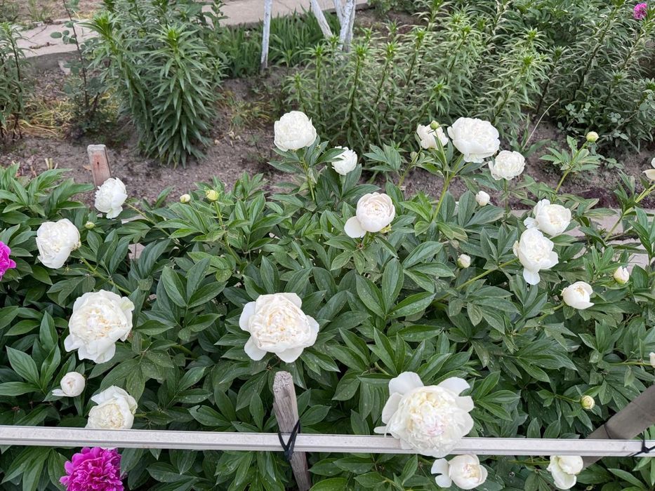 Пионы  на  букеты под срез