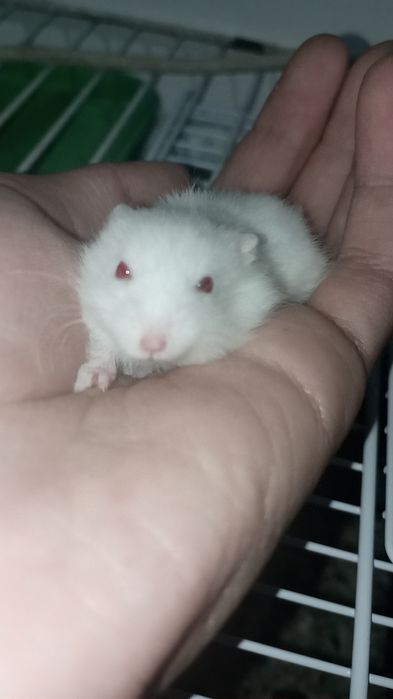 Vând pui și mama de hamster pitic