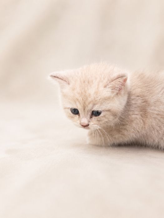 Котята серебристой шиншиллы ищут дом (продаются!)