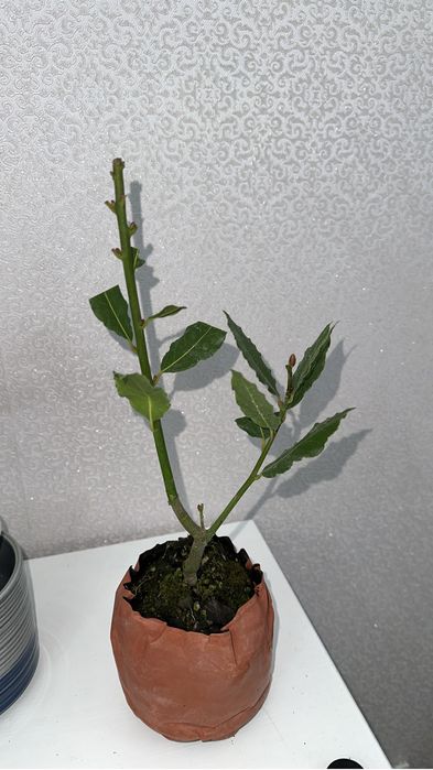 Лавровое дерево продам 3000 тг