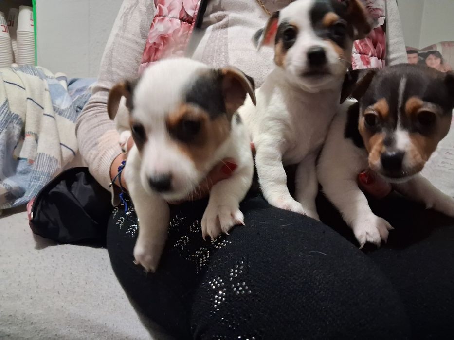 Джак ръсел гр Баня!