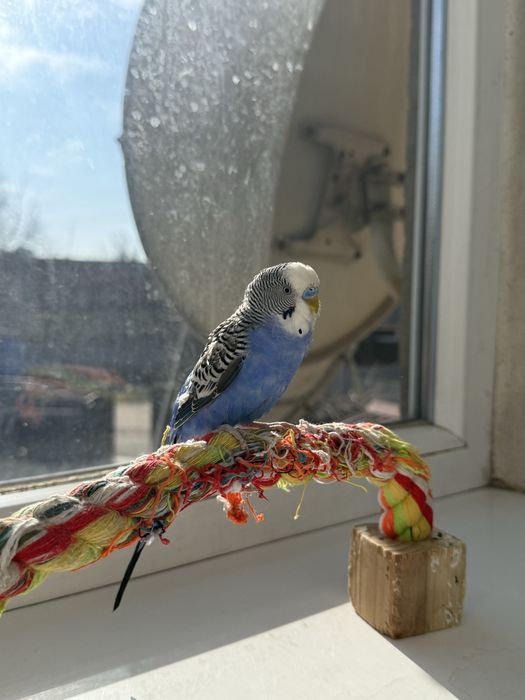 Продам попугаев , можно с клеткой можно без