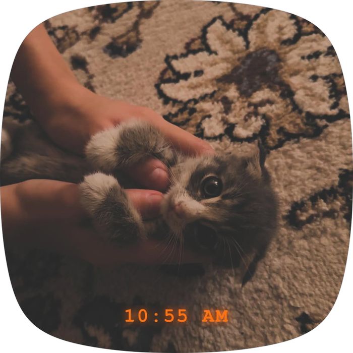 Кошка шотландский