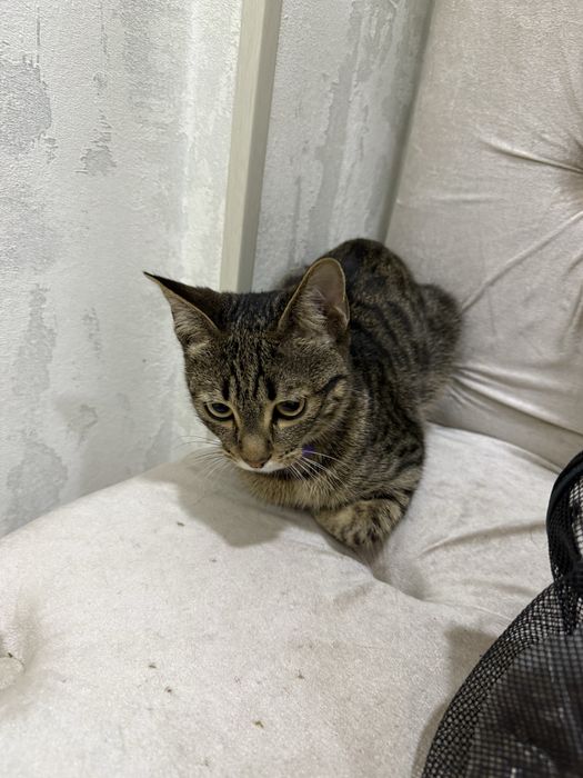 Бенгал парода аралаш