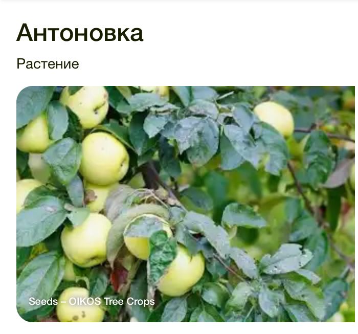 Яблони , груши, слива