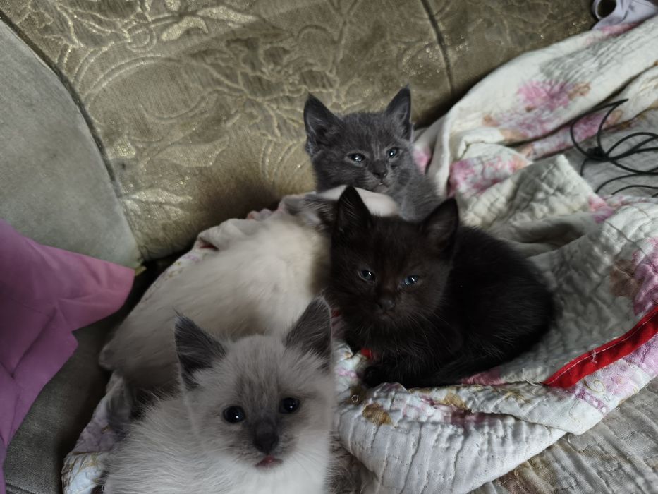 Отдам котят в хорошие руки