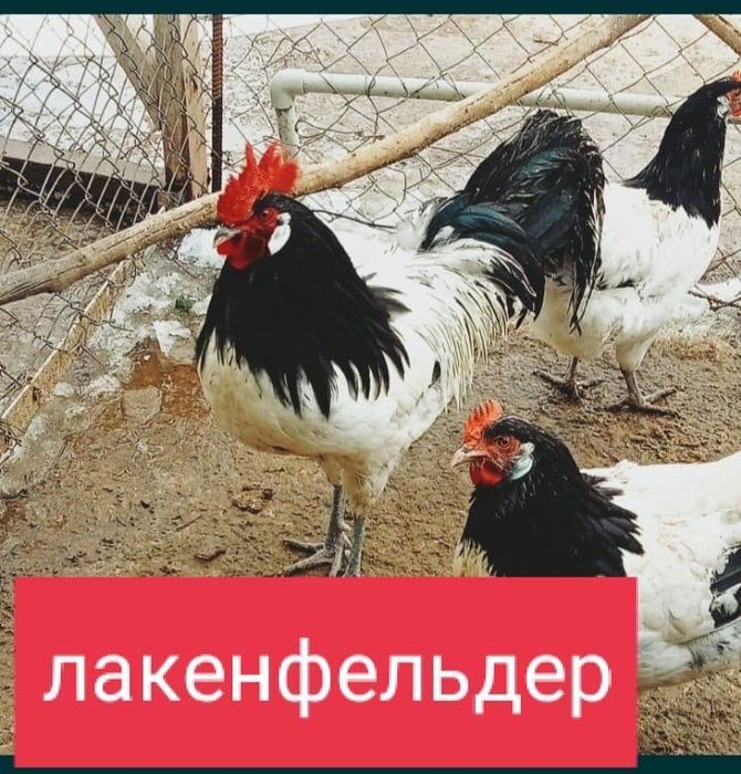 Инкубационные яйца