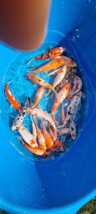Crapi koi si carasi  pentru iazuri