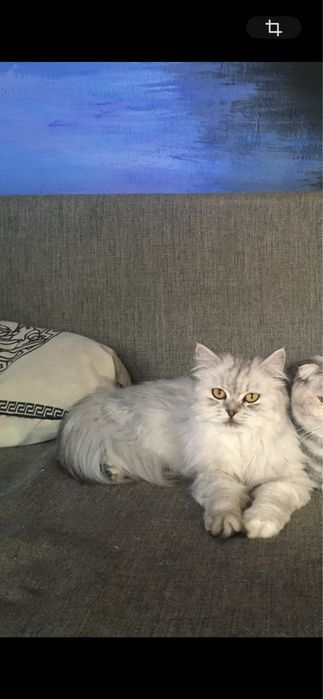 Отдам кошку в добрые руки