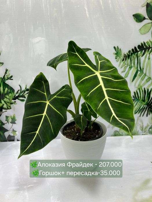Алоказии разные, Женское счастье, Антуриум(мужское счастье)